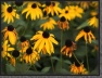 109.Pseudo.Sonnenblumen * 2613 x 1989 * (914KB)
