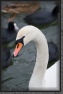 05.Swan * 2336 x 3504 * (1.93MB)