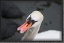 06.Swan * 3504 x 2336 * (972KB)