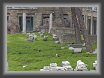 06.Largo.di.Torre.Argentina.gatti * Largo di Torre Argentina is also officially a Cat Sanctuary, where many homeless cats find their home and are breeded and assisted by volunteers. I think no better place could be found for them! * 1737 x 1244 * (822KB)