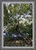15.Ninomaru.tree * 1752 x 2628 * (1.9MB)
