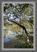 16.Ninomaru.tree * 2336 x 3504 * (3.34MB)