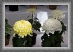 35.Chrysantemums * 2562 x 1752 * (676KB)