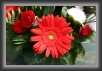 05.Blumen * 3504 x 2336 * (1.3MB)
