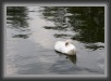 018.Sleeping.Swan * 2892 x 2040 * (905KB)