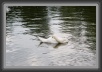 020.Sleeping.Swan * 3152 x 2112 * (1.56MB)