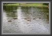 021.Ducks.Trave * 3504 x 2336 * (3.49MB)