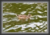 022.Duck.Trave * 2223 x 1489 * (918KB)