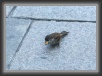 IMG_1589 * 1619 x 1154 * (409KB)