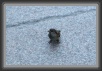 IMG_1591 * 1747 x 1157 * (379KB)