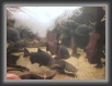 030-Piranha * 1280 x 960 * (126KB)