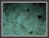 033-Pipistrelli * 800 x 600 * (54KB)