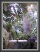 035-PianteTropicali * 600 x 800 * (119KB)