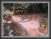 036-CrocodileRock * 800 x 600 * (119KB)