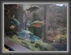 039-Fish&Lights * 800 x 600 * (60KB)