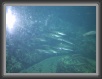 051-MetalFish * 800 x 600 * (54KB)