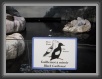 054-blackGuillemot * 800 x 600 * (71KB)