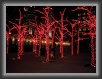 0694-alberi3 * 800 x 600 * (132KB)