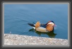 108.Ente.Schoenbrunn * 1720 x 1114 * (338KB)
