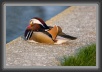 109.Ente.Schoenbrunn * 2514 x 1701 * (1.13MB)