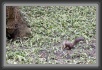 38.Schoenbrunn * 1659 x 1086 * (1.06MB)